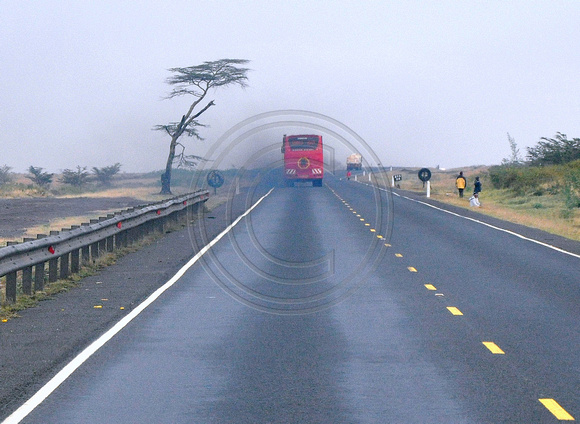 Red Bus Acacia